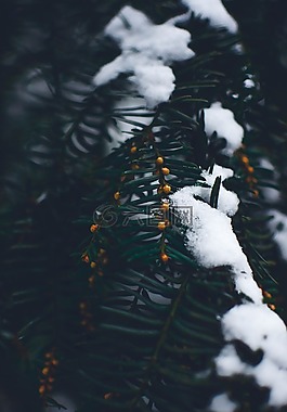 冬天,雪,a