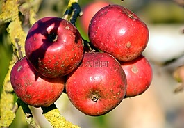 蘋(píng)果,蘋(píng)果樹(shù),水果
