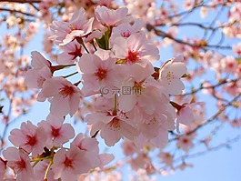 櫻桃,櫻花,春天