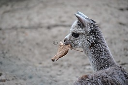 羊駝,嬰兒動物,性質(zhì)