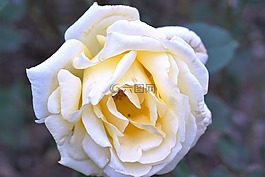 玫瑰,黃色,花