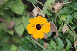 花,黃,黃色