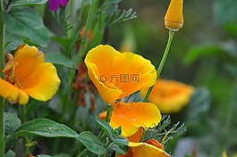 鮮花,橙色,黃色