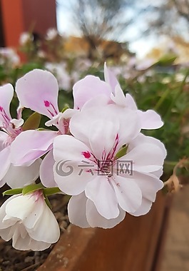 鮮花,植物,花園
