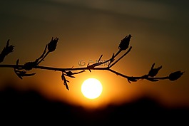 東,鮮花,陰影