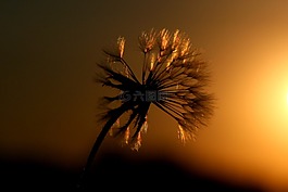 蒲公英,東,太陽