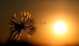 蒲公英,東,太陽