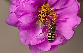 hoverfly,花园,花