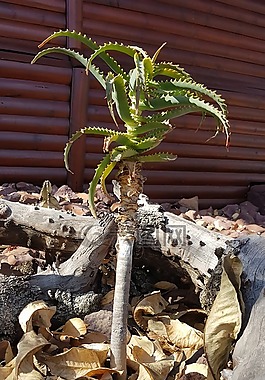 鮮花,植物,花園