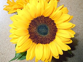太陽(yáng)花,性質(zhì),開(kāi)花