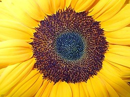 太陽(yáng)花,開(kāi)花,關(guān)閉