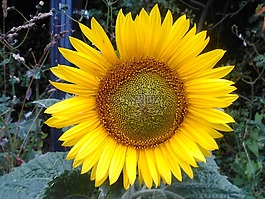 向日葵,花,花的