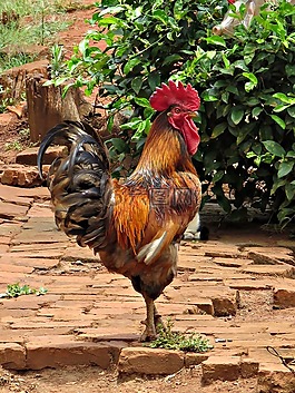 鳥類,公雞,雞
