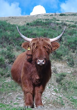 高原牛肉,提契諾州,具體性質(zhì)