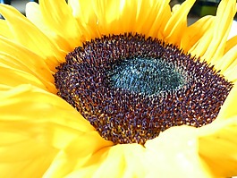 太陽花,關(guān)閉,開花