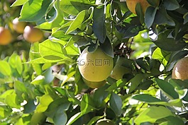 橙色,樹(shù),水果
