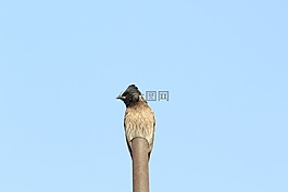 鳥,單,勇敢