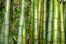 竹,假期,異國情調(diào)