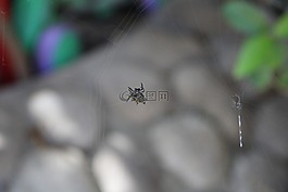 蜘蛛,昆蟲,危險(xiǎn)