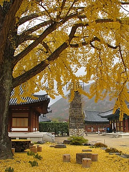 銀行,寺,秋季