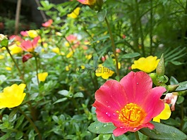 花,紅色,黃色