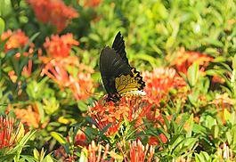 自然,花,花園