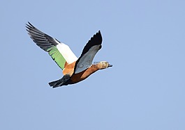 bif,鳥,飛行