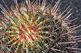 蘭薩羅特島,仙人掌,荊棘