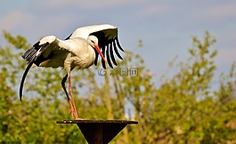 鸛,飛,鳥