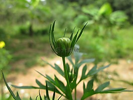花,芽,美麗的花