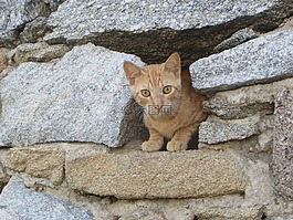 猫,小猫,年轻的猫