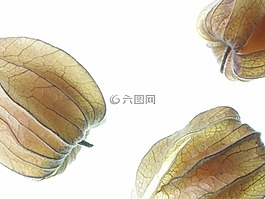 酸浆,橙,布朗