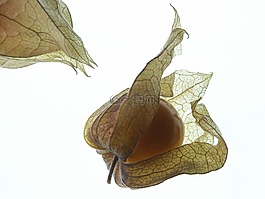 酸漿,橙,布朗