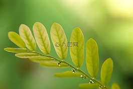 葉,綠色,特寫(xiě)