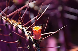蘭薩羅特島,仙人掌,花