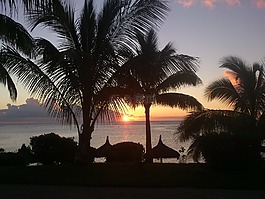 日落,棕櫚樹,海灘