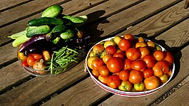 收獲,花園,蕃茄