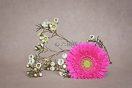 非洲菊,開花,花瓣