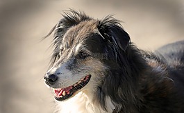 狗,動物,寵物