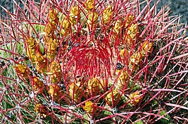 蘭薩羅特島,仙人掌,花