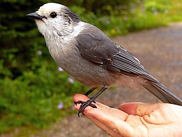 鳥,meisenh?her,威士忌杰克