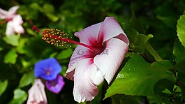 花卉,陽光,夏季