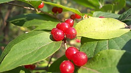 漿果,紅色,食品