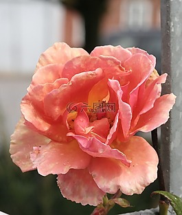 花,香石竹,關(guān)閉