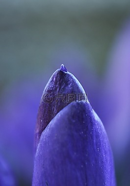 藏紅花,花,春天