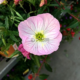 花,粉紅色,自然