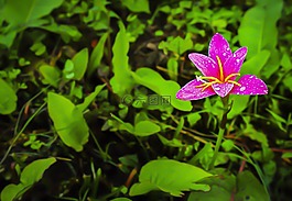 花,植物區(qū)系,花園