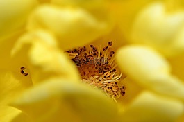 鮮花,性質(zhì),黃色