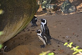 企鵝,土地,動(dòng)物園