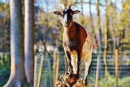 山羊,牲畜,比利山羊